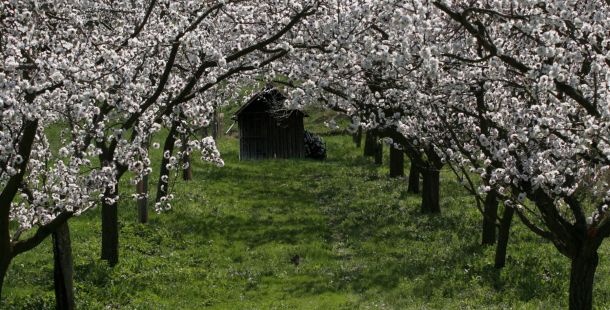 Frühlingserwachen – „Midweek Special“